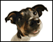 Getting Started with AVMA Veterinary Career Center